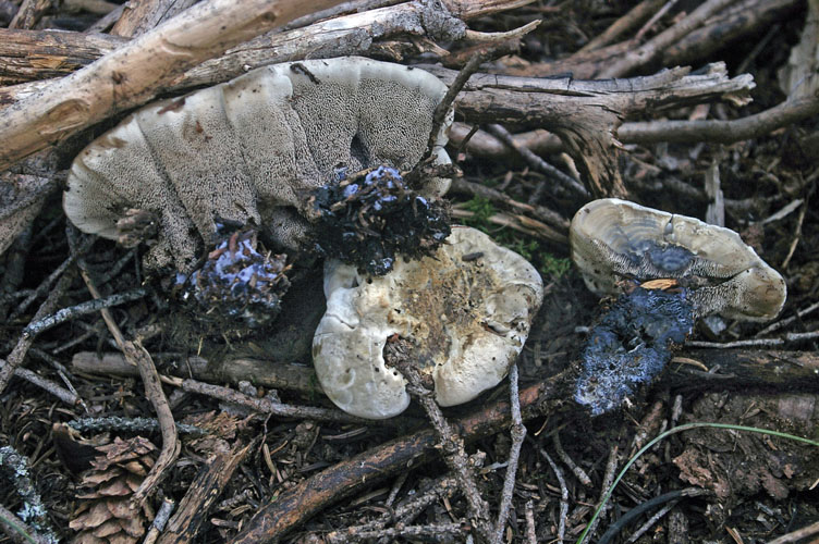 Hydnellum suaveolens